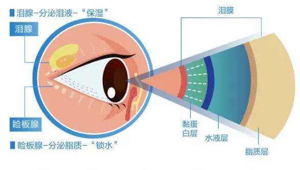 【最准一肖一码一一子中特】_8月6日阳光诺和涨7.35%，融通健康产业灵活配置混合A/B基金重仓该股